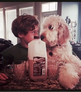 Cooper and his friend- superstar pups from Platinum Goldendoodles