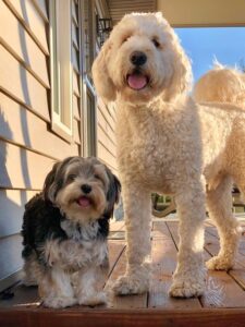 f1b goldendoodle