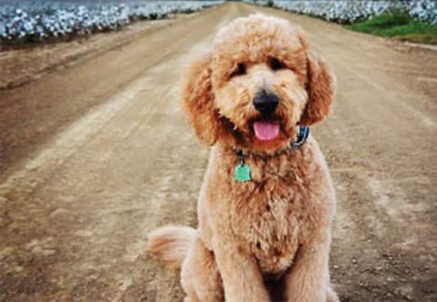 Why Is My Goldendoodle Shedding?