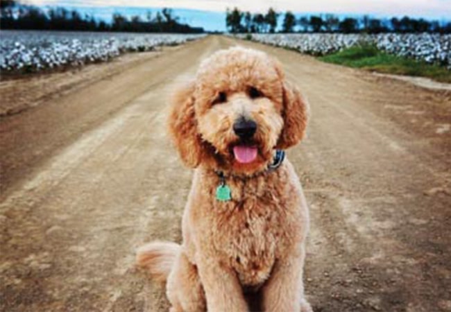 adorable light brown platinum goldendoodle pup in a field