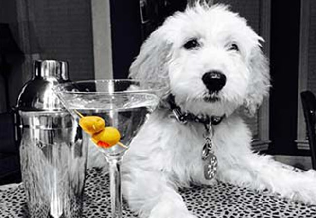 Cute platinum goldendoodle pup with a fake martini