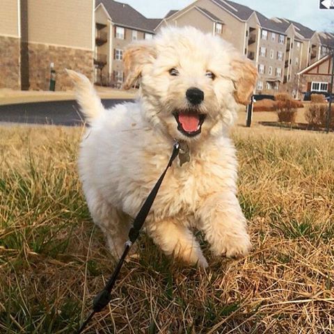 excited and happy platinum goldendoodle pup