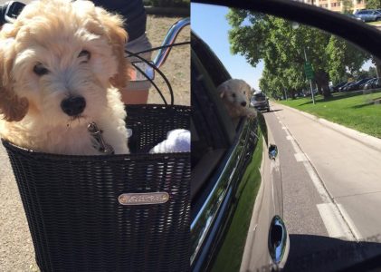 Goldendoodle’s Are Great for First Time Dog Owners