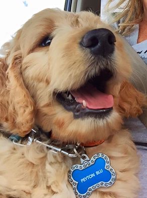 5 Simple Commands for your Goldendoodle Puppy