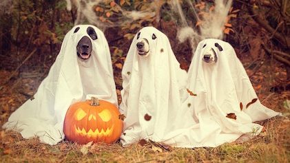 Dog Safety Tips for Halloween