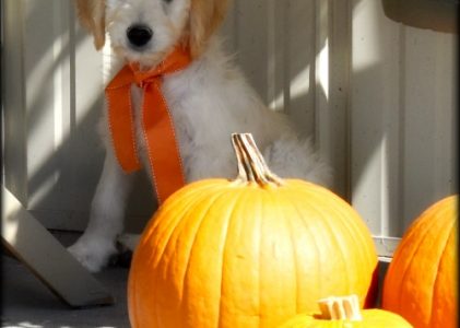 7 Reasons to Get a Goldendoodle Puppy and 1 Reason Not To