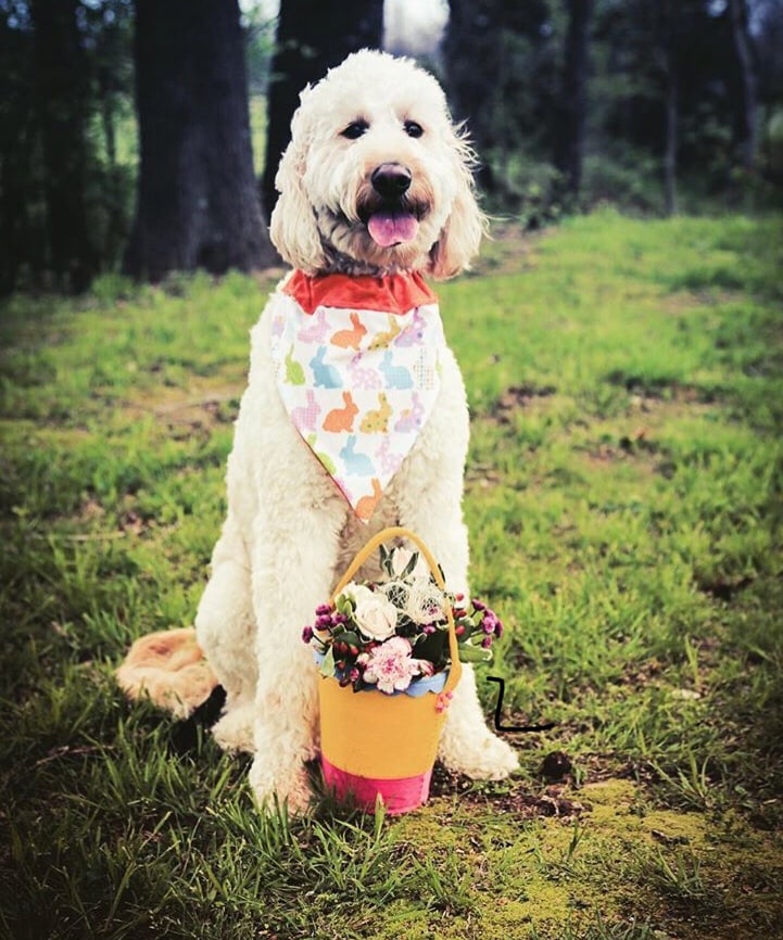 Keeping Your Goldendoodle at a Healthy Weight
