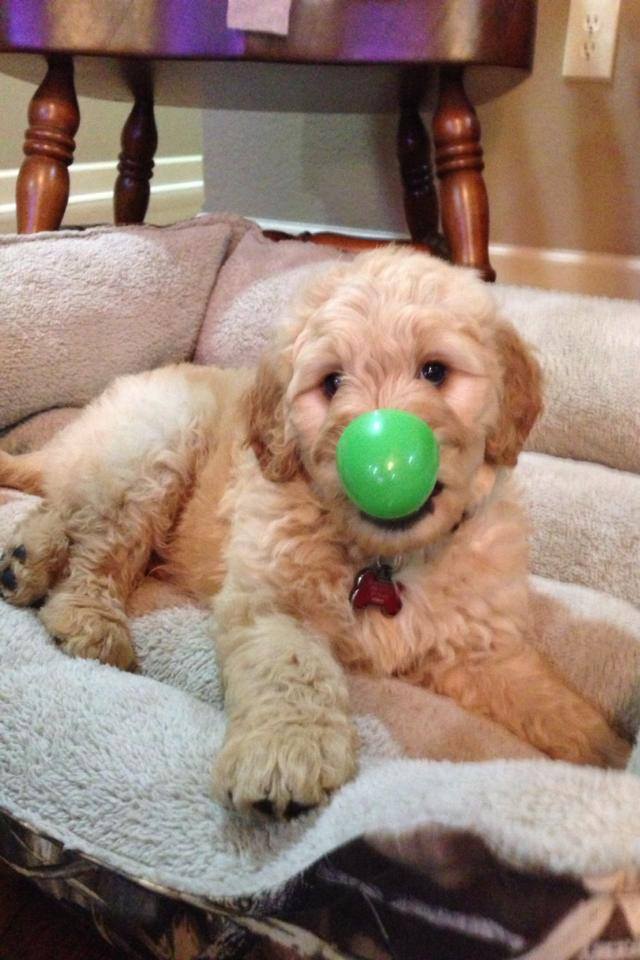 Can You Leave a Goldendoodle Alone?
