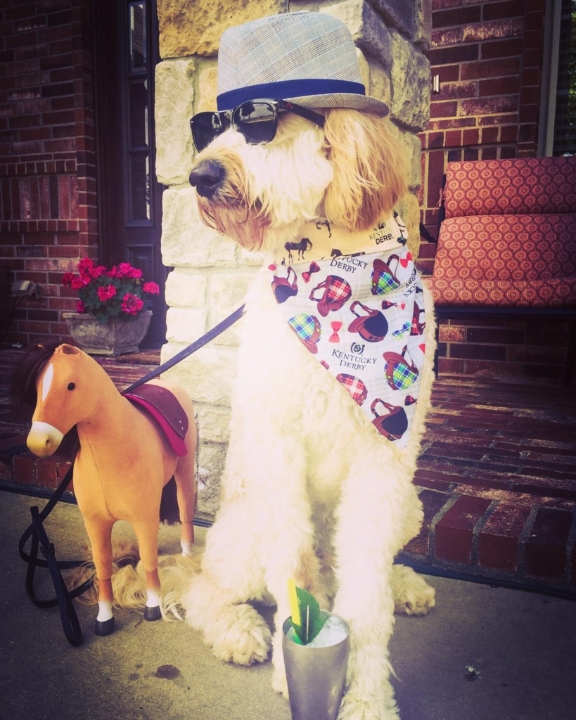 platinum goldendoodle pup with glasses and a hat