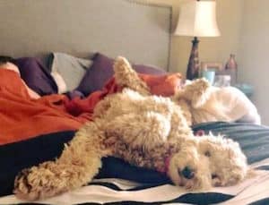Can a Goldendoodle Live in an Apartment?