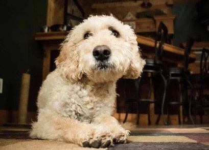Why Does Your Goldendoodle Lick His Paws?