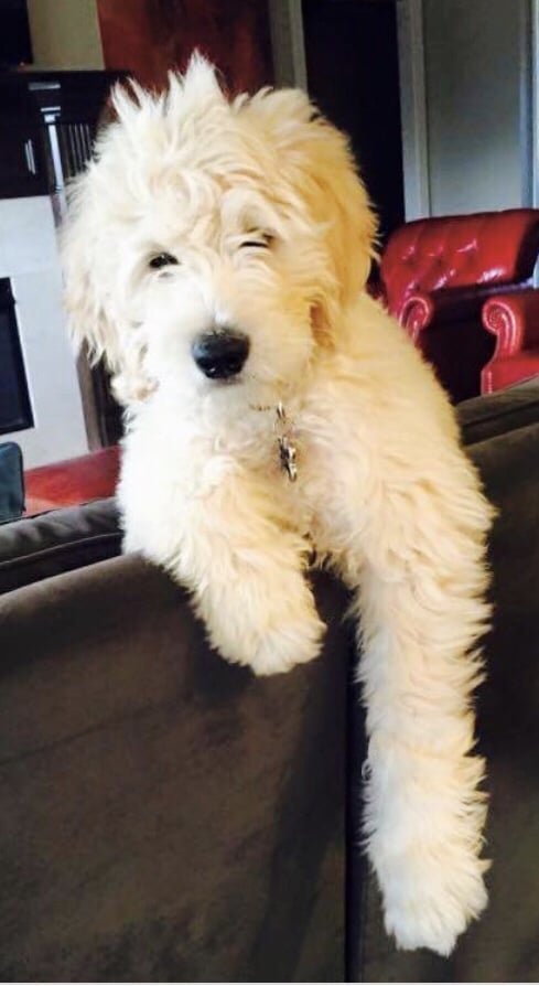 mini cream goldendoodle