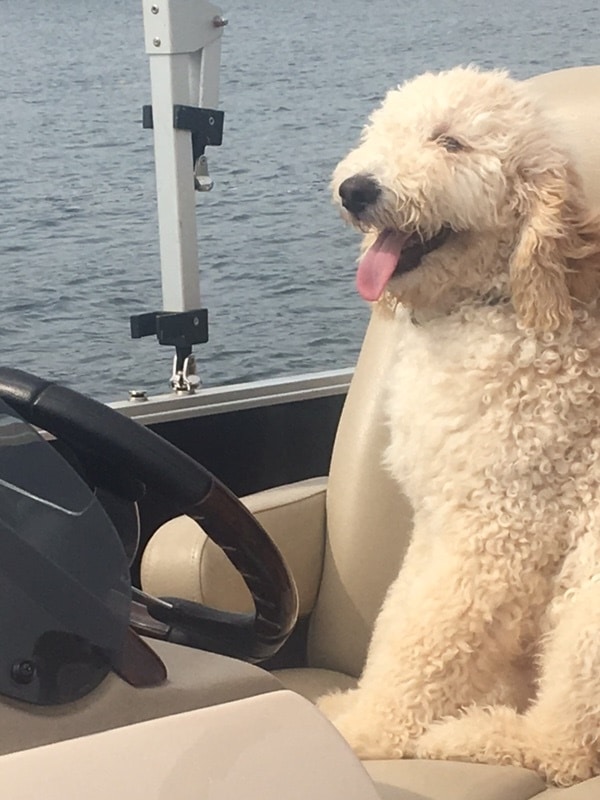Are Goldendoodles Good Swimmers?