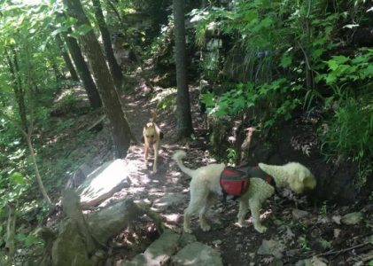 Tips for Hiking With Dogs