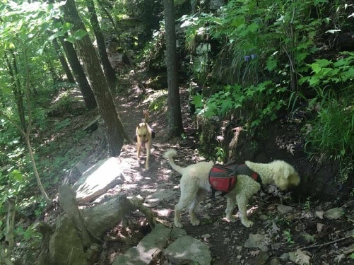 Tips for Hiking With Dogs