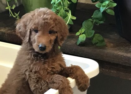 Grooming Tips for Doodle Dogs