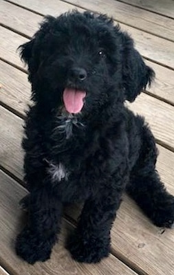 black goldendoodle pup with its tongue out