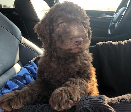 dark platinum golden doodle pup in a car