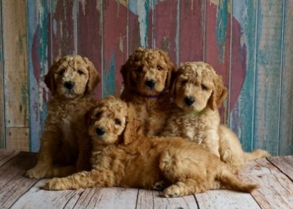 Tips for Socializing a Goldendoodle Puppy