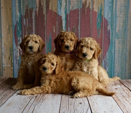 Tips for Socializing a Goldendoodle Puppy