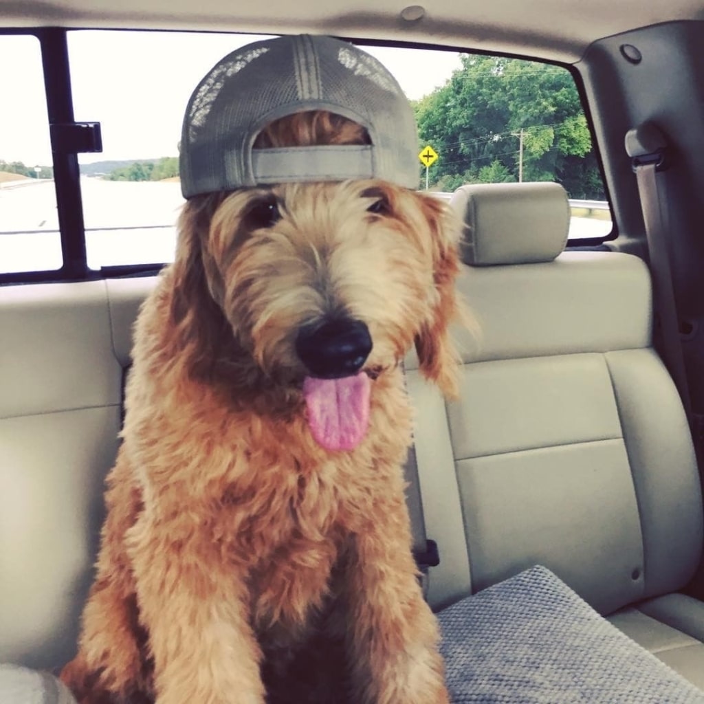Summer Safety for Your Goldendoodle