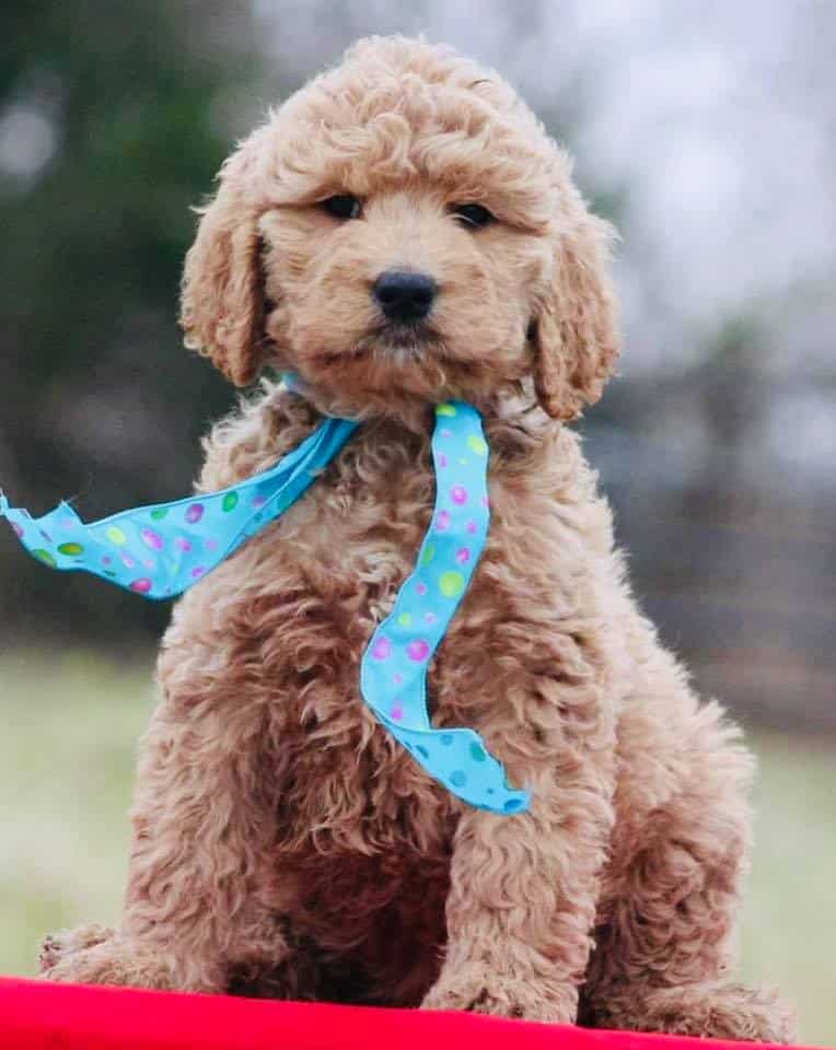 platinum goldendoodle pup with a blue scarf
