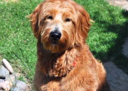 Yes, Your Goldendoodle Can Have Straight Hair