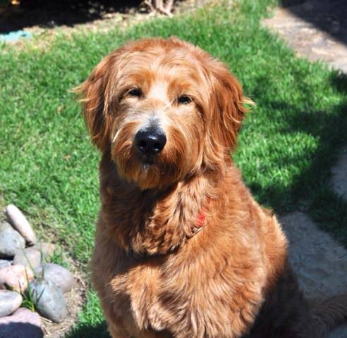 wise looking platinum goldendoodle pup