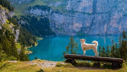 6 Things You Need before Hiking with Your Goldendoodle