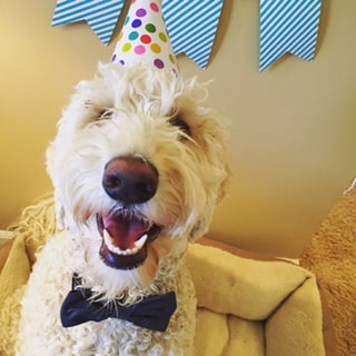 Small Things You Can Do To Keep Your Dog Healthy