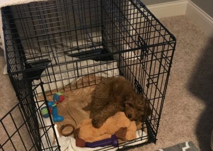 Crate Training Mistakes You want to AVOID