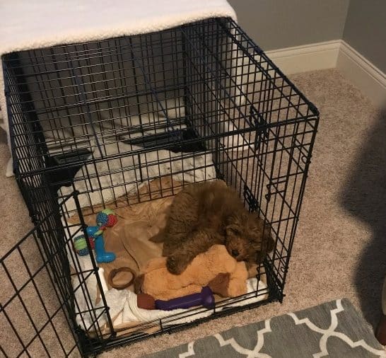 crate training a platinum goldendoodle