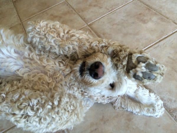 Are Goldendoodles High Maintenance?