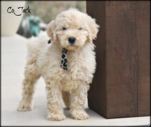 Goldendoodle Puppies Ready Now | Goldendoodle Puppies Available Now