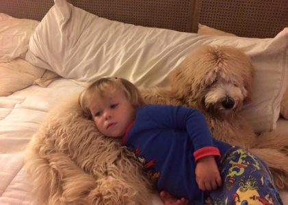 How a Goldendoodle Can Make Your Kids More Successful