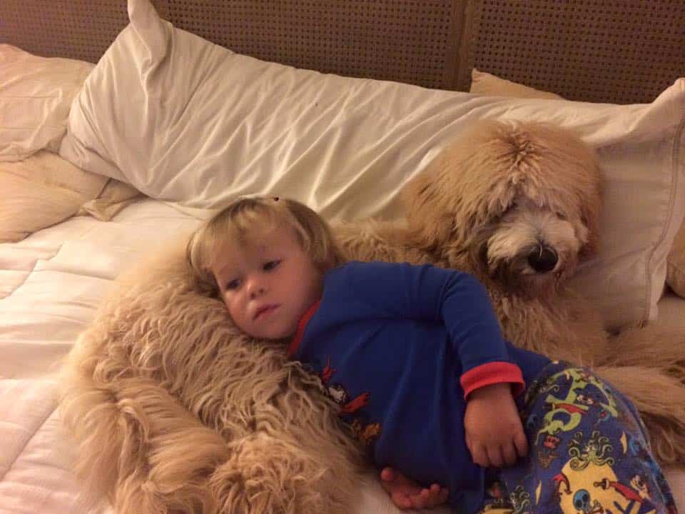 How a Goldendoodle Can Make Your Kids More Successful