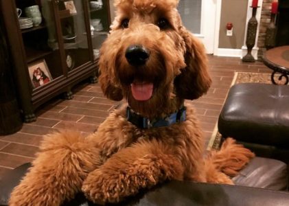 How to Keep Your Goldendoodle From Barking