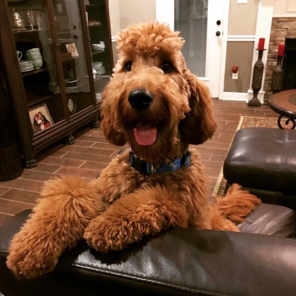 Why You Should Brush Your Goldendoodle and How to Make it a Habit