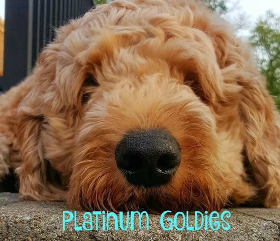 Goldendoodle Grooming Needs