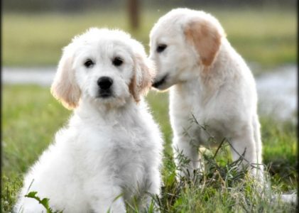 Teddy Bear Goldendoodle Puppies
