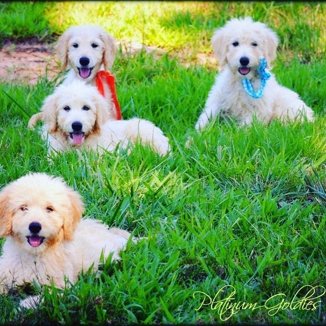 6 Common Doodle Grooming Mistakes