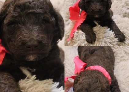 Goldendoodle Puppies With a Health Guarantee