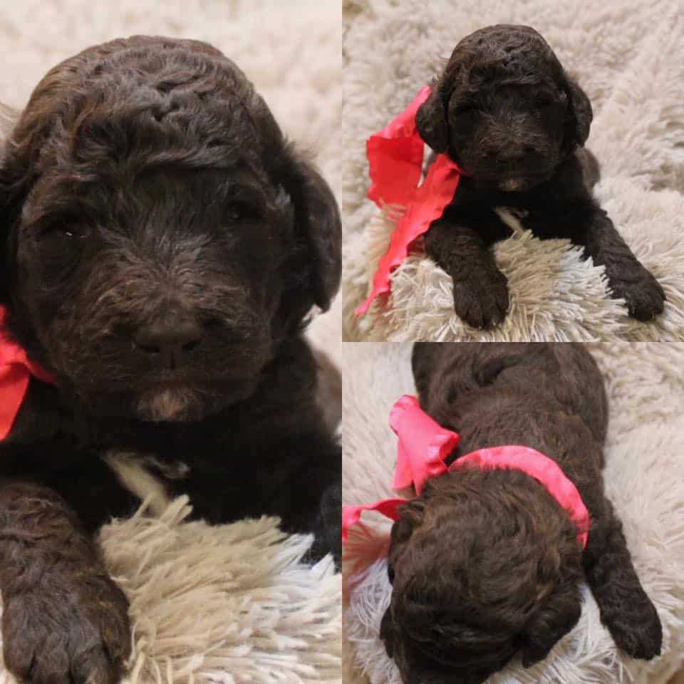 Goldendoodle Puppies With a Health Guarantee