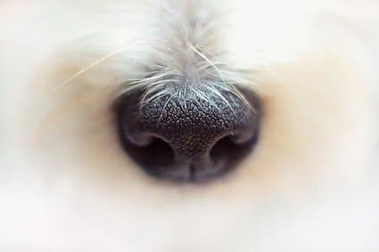 How to Spot Dehydration in Dogs