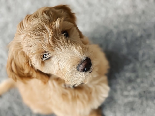 Health Benefits of Owning a Goldendoodle