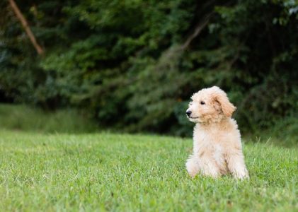 Keeping Your Dog Safe From Ticks