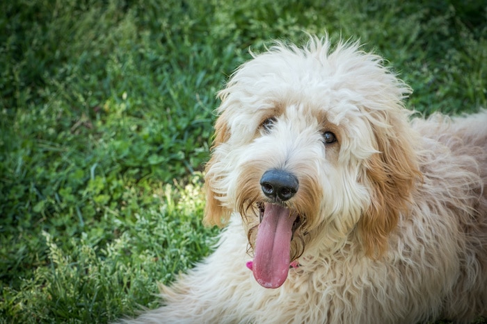 Goldendoodles: The Best of Both Worlds
