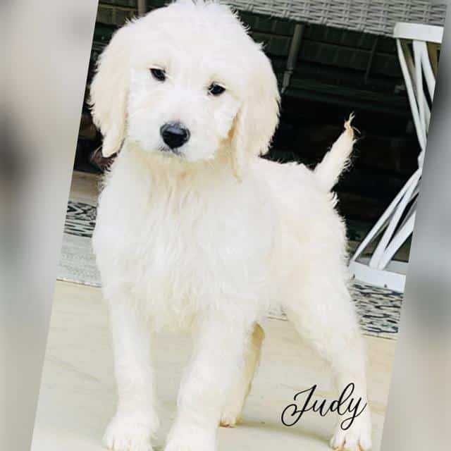 Teddy bear store goldendoodle puppies
