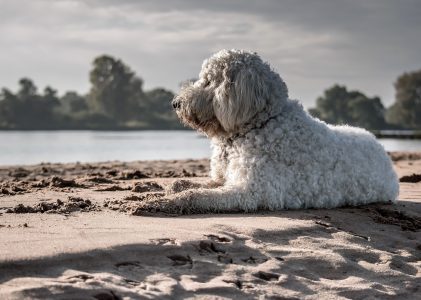 Preparing Your Goldendoodle for the Water