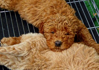 The Do’s and Don’ts of Crate Training a Goldendoodle